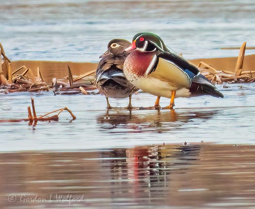 Wood Duck Couple On Ice DSCN92221