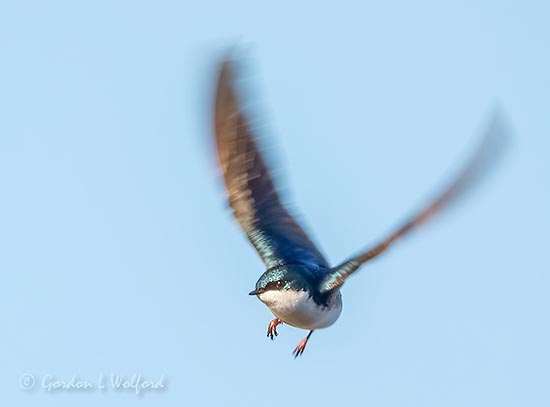 Tree Swallow In Flight DSCN93411