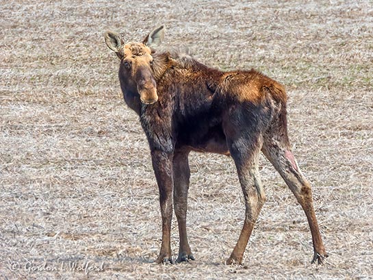 Moose In A Field DSCN93821
