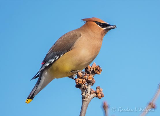Cedar Waxwing Atop A Budding Tree DSCN94430