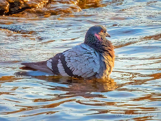 Pigeon Thinks Its A Waterfowl DSCN94420