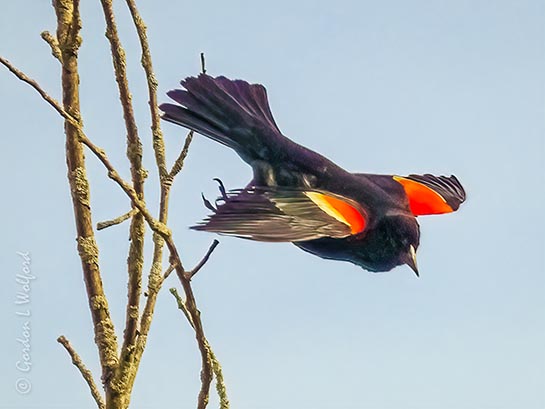 Red-winged Blackbird Taking Flight P1090469