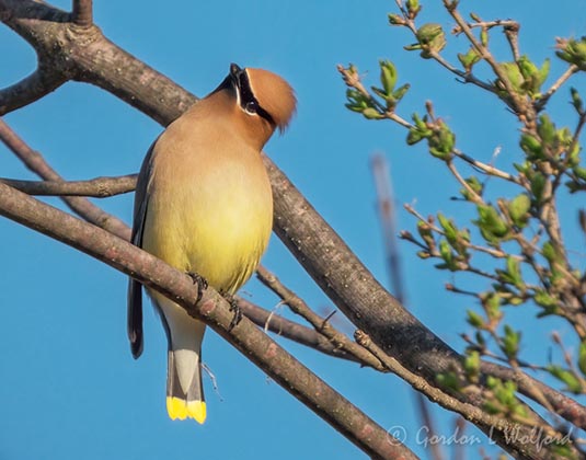 Cedar Waxwing Looking Up DSCN94763