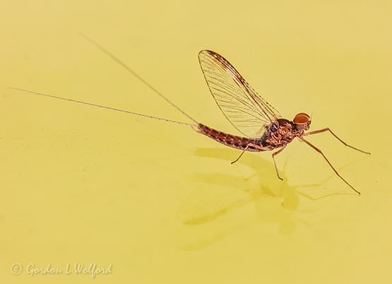 Mayfly On Glass 90D21911