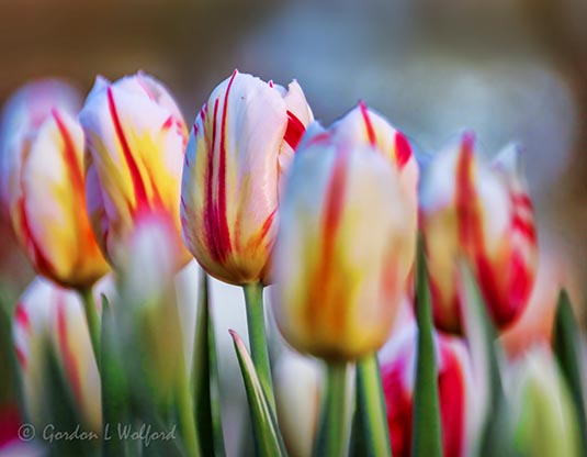 2022 Tulip Festival 90D22220