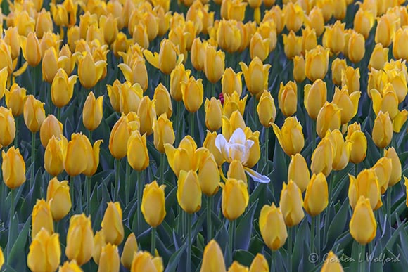2022 Tulip Festival 90D22126