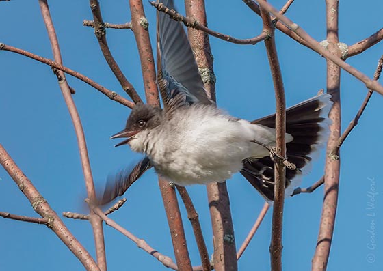 Eastern Kingbird Taking Flight DSCN96261