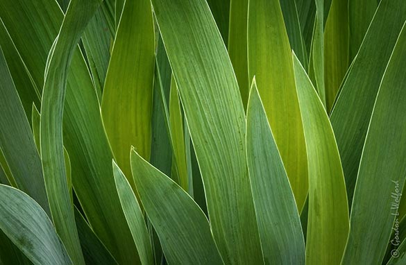 Iris Leaves DSCN96400