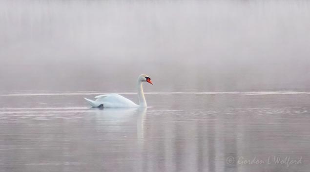 Mute Swan & Misty Water 90D21983