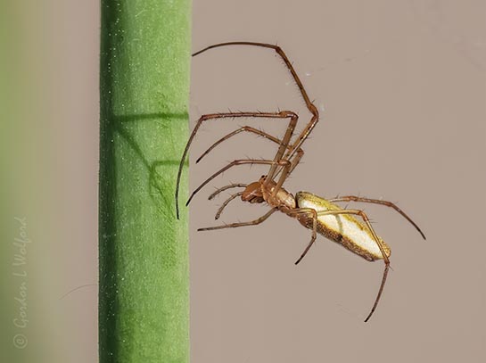 Spider Near A Tulip Stem DSCN97972