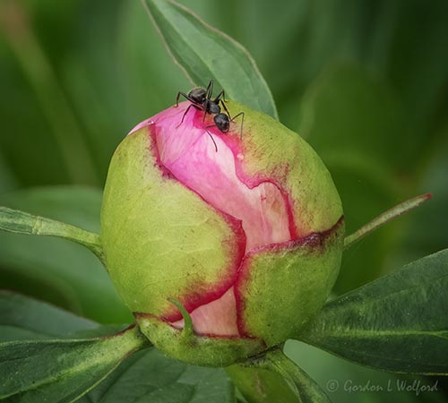 Ant On A Peony Bud DSCN98394
