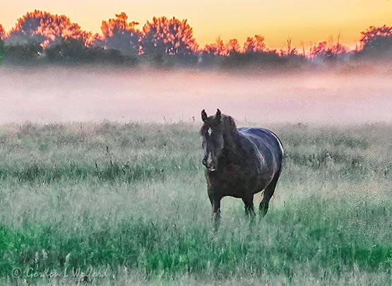Ground Fog Beyond Horse At Dawn 90D25839