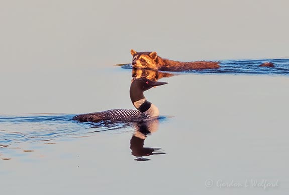 Loon & Raccoon Swimming Past Each Other DSCN100075