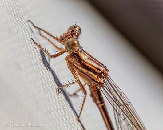 Damselfly Close Up DSCN100379-81