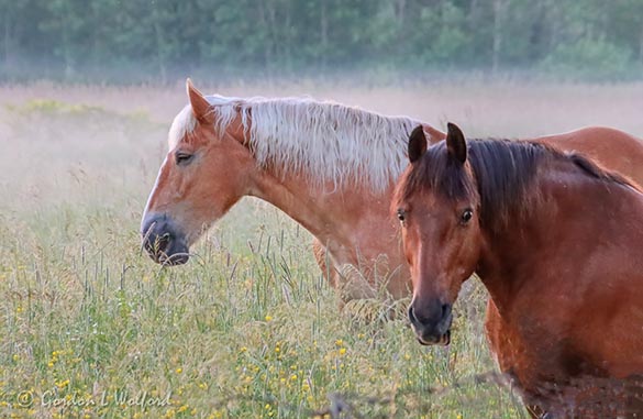 Ground Fog Beyond Two Horses 90D27015
