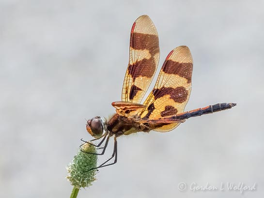 Halloween Pennant Dragonfly DSCN100500