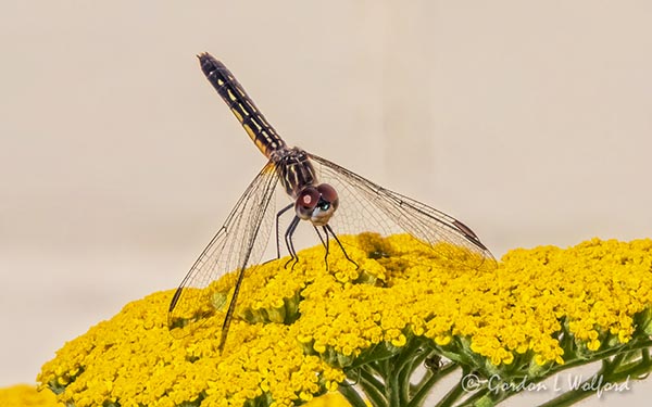 Dragonfly On A Yellow Flower DSCN101360