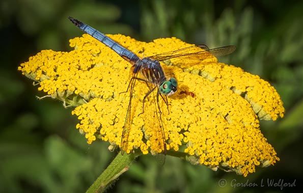 Dragonfly & Ant On A Yellow Flower DSCN101378