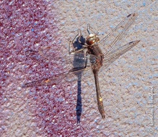 Dragonfly On Graffiti DSCN101339