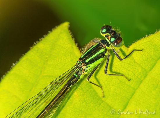 Damselfly Closeup DSCN101087
