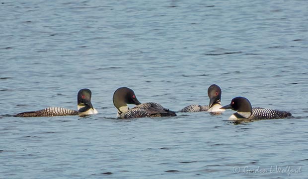 Four Common Loons DSCN102066