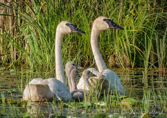 Trumpeter Swans & Cygnets DSCN102475
