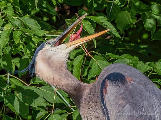 Contorted Great Blue Heron DSCN102703