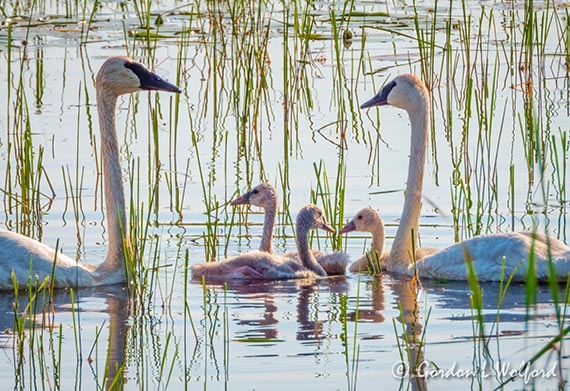 Trumpeter Swans & Cygnets DSCN103042