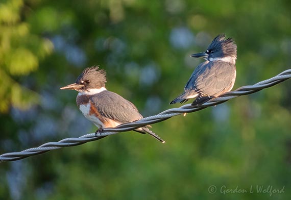 Belted Kingfisher Couple DSCN102416