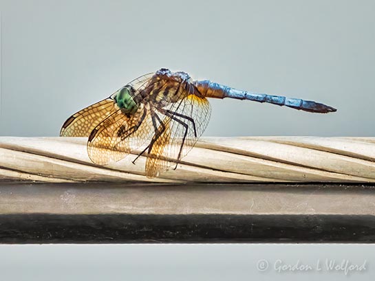 Dragonfly On A Cable DSCN103265