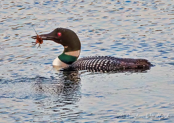 Common Loon With A Catch DSCN103553