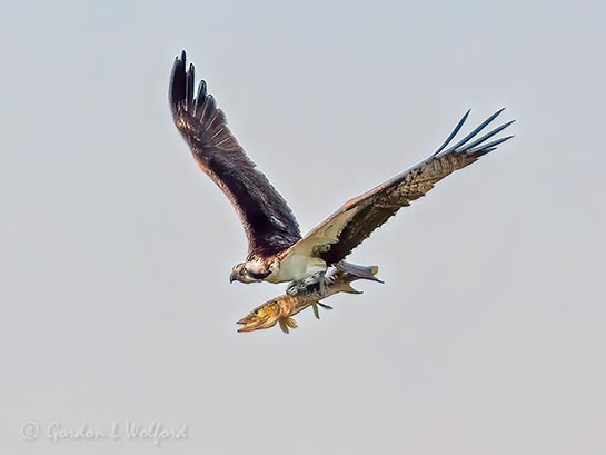 Osprey With A Big Catch DSCN104535