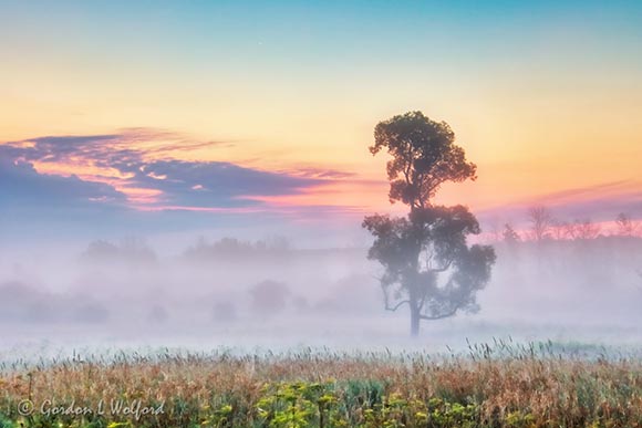 Lone Tree In Sunrise Ground Fog 90D30773-7
