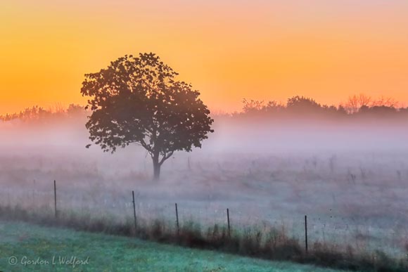 Ground Fog Beyond Lone Tree At Sunrise 90D33226-30