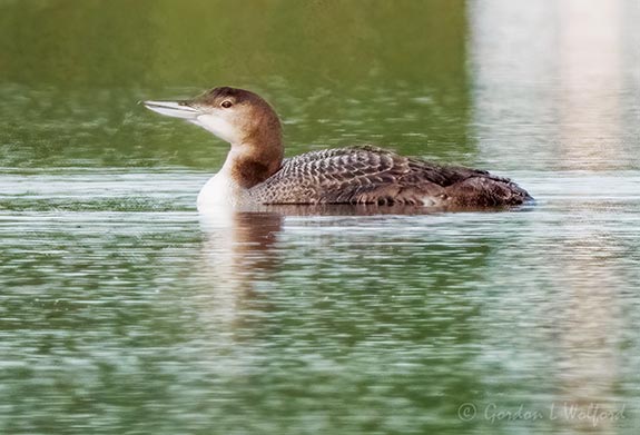Common Loon (Nonbreeding) DSCN109059