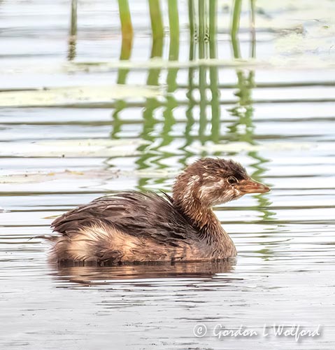 Juvenile Pied-billed Grebe DSCN109233