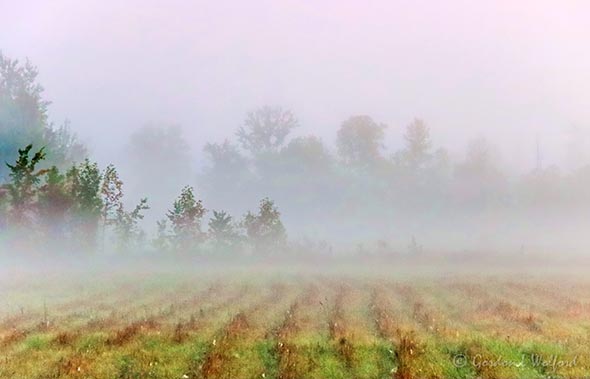 Morning Fog 90D34980