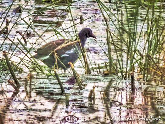 Gallinule In Wetland Grass DSCN110044