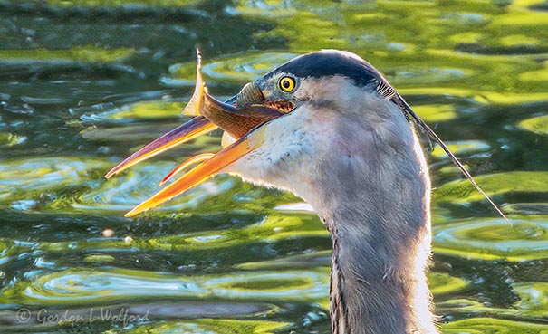 Great Blue Heron Swallowing Fish DSCN110298