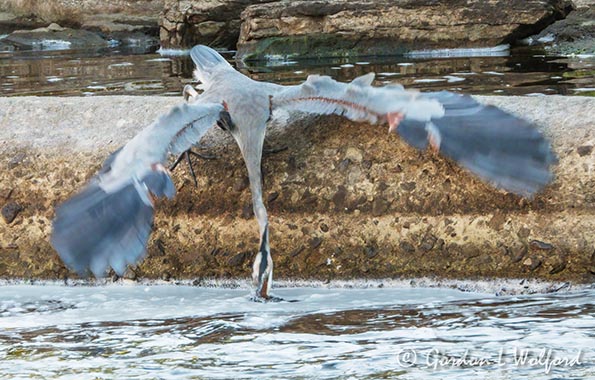 Great Blue Heron Striking DSCN110293