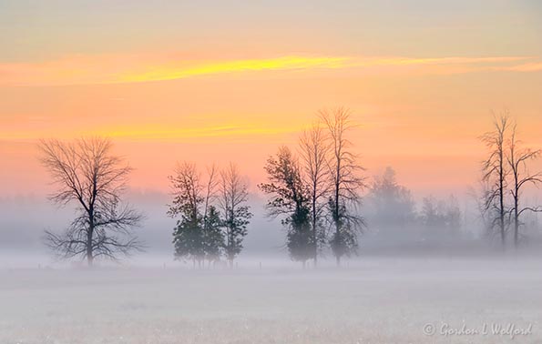 Trees In Sunrise Ground Fog 90D33699-03