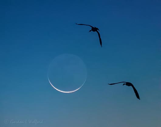 Two Geese Flying Toward Waning Crescent Moon 90D35853