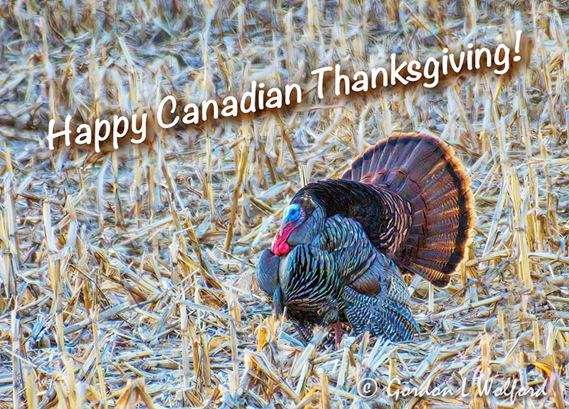Happy Canadian Thanksgiving 90D21604