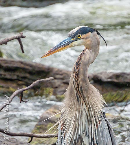 Great Blue Heron In The Old Mill Channel DSCN111325