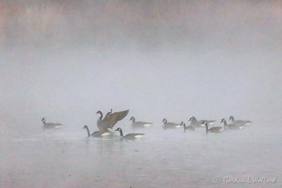 Goose Flotilla In Dawn Mist 90D42447