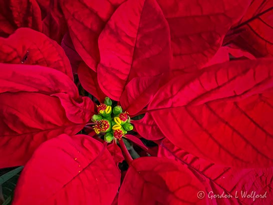 Poinsettia Close Up iPhoneXR1075