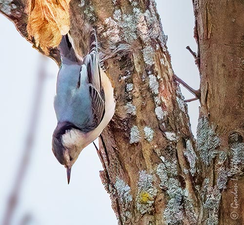 White-breasted Nuthatch DSCN116740