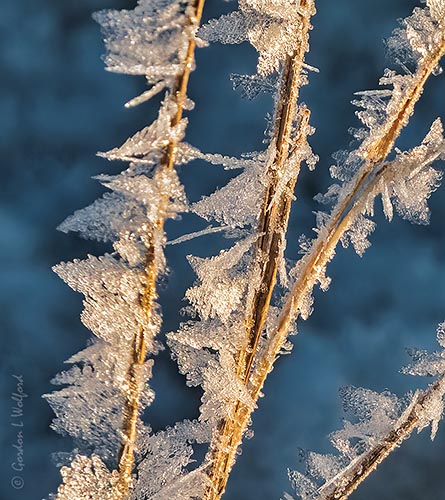 Hoarfrost DSCN117104
