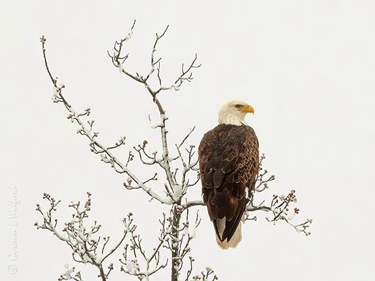 Bald Eagle On A Snowy Tree DSCN117371