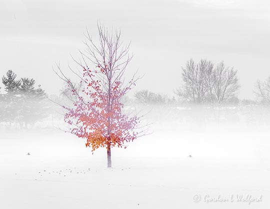 Late Autumn Tree In Ground Fog DSCN117544